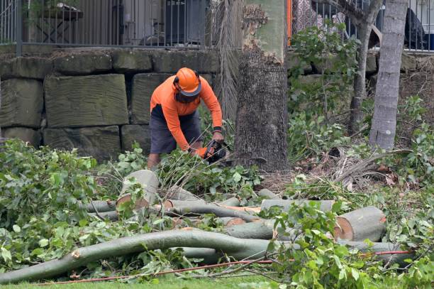 How Our Tree Care Process Works  in  Dawson, GA